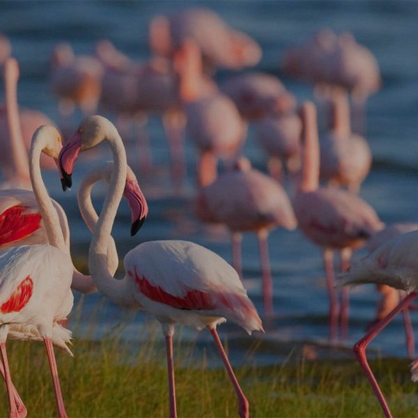 Lake Manyara National Park Day Tour