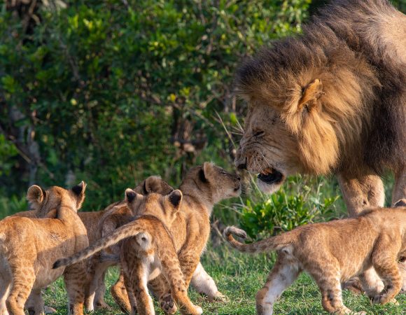 13 Days Tanzania memorable Safari